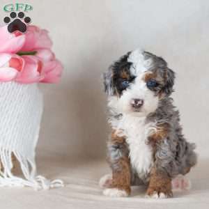 Lex, Mini Bernedoodle Puppy
